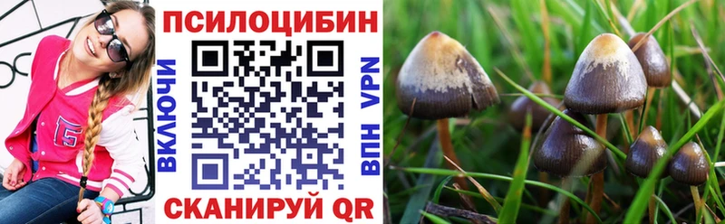 Купить закладки  Севск  Псилоцибиновые грибы мухоморы 